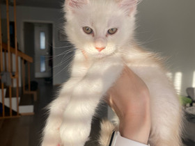 Varattavissa! Maine Coon tyttöpennut, Kissat, Lemmikkieläimet, Espoo, Tori.fi Varattavissa! Maine Coon tyttöpennut, Kissat, Lemmikkieläimet, Espoo, Tori.fi