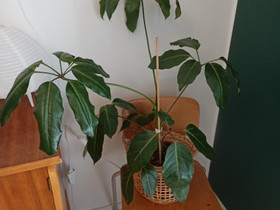 Jättiliuska-aralia, Kasvit ja siemenet, Piha ja puutarha, Oulu, Tori.fi Jättiliuska-aralia, Kasvit ja siemenet, Piha ja puutarha, Oulu, Tori.fi