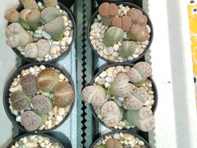 Lithops, kivikukat, Kasvit ja siemenet, Piha ja puutarha, Helsinki, Tori.fi Lithops, kivikukat, Kasvit ja siemenet, Piha ja puutarha, Helsinki, Tori.fi