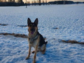 Saksanpaimenkoira, Koirat, Lemmikkieläimet, Nousiainen, Tori.fi Saksanpaimenkoira, Koirat, Lemmikkieläimet, Nousiainen, Tori.fi