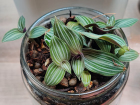 Callisia gentlei Elegans juoru, Kasvit ja siemenet, Piha ja puutarha, Tampere, Tori.fi Callisia gentlei Elegans juoru, Kasvit ja siemenet, Piha ja puutarha, Tampere, Tori.fi