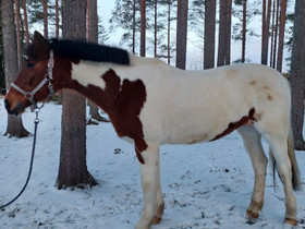 Kirjava pv-tamma, Hevoset ja ponit, Hevoset ja hevosurheilu, Kalajoki, Tori.fi Kirjava pv-tamma, Hevoset ja ponit, Hevoset ja hevosurheilu, Kalajoki, Tori.fi