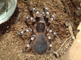 Acanthoscurria geniculata, Muut eläimet, Lemmikkieläimet, Vaasa, Tori.fi Acanthoscurria geniculata, Muut eläimet, Lemmikkieläimet, Vaasa, Tori.fi