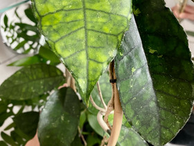 Hoya sp. nong nooch juurellisia pistokkaita, Kasvit ja siemenet, Piha ja puutarha, Espoo, Tori.fi Hoya sp. nong nooch juurellisia pistokkaita, Kasvit ja siemenet, Piha ja puutarha, Espoo, Tori.fi