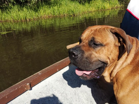 Kanarian dogi, Koirat, Lemmikkieläimet, Salo, Tori.fi Kanarian dogi, Koirat, Lemmikkieläimet, Salo, Tori.fi