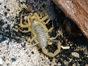 Leiurus quinquestriatus, Muut eläimet, Lemmikkieläimet, Vaasa, Tori.fi Leiurus quinquestriatus, Muut eläimet, Lemmikkieläimet, Vaasa, Tori.fi