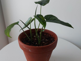 Monstera Siltepecana, Kasvit ja siemenet, Piha ja puutarha, Joensuu, Tori.fi Monstera Siltepecana, Kasvit ja siemenet, Piha ja puutarha, Joensuu, Tori.fi