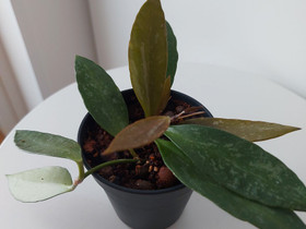 Hoya Pupicalyx, Kasvit ja siemenet, Piha ja puutarha, Joensuu, Tori.fi Hoya Pupicalyx, Kasvit ja siemenet, Piha ja puutarha, Joensuu, Tori.fi
