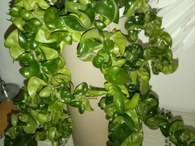 Hoya Carnosa Compacta Hindu rope, Kasvit ja siemenet, Piha ja puutarha, Helsinki, Tori.fi Hoya Carnosa Compacta Hindu rope, Kasvit ja siemenet, Piha ja puutarha, Helsinki, Tori.fi