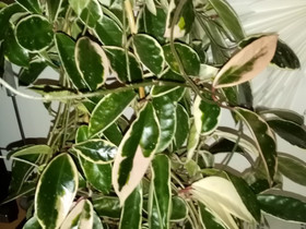Hoya Carnosa Krimson Queen, Kasvit ja siemenet, Piha ja puutarha, Helsinki, Tori.fi Hoya Carnosa Krimson Queen, Kasvit ja siemenet, Piha ja puutarha, Helsinki, Tori.fi