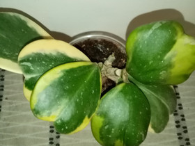 Hoya Kerrii Albomarginata, Kasvit ja siemenet, Piha ja puutarha, Helsinki, Tori.fi Hoya Kerrii Albomarginata, Kasvit ja siemenet, Piha ja puutarha, Helsinki, Tori.fi