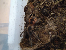 Pamphopeteus sp. Mascara, Muut eläimet, Lemmikkieläimet, Vaasa, Tori.fi Pamphopeteus sp. Mascara, Muut eläimet, Lemmikkieläimet, Vaasa, Tori.fi