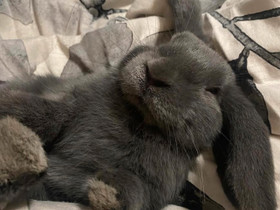 Leikattu kääpiöluppauros, Jyrsijät, Lemmikkieläimet, Rauma, Tori.fi Leikattu kääpiöluppauros, Jyrsijät, Lemmikkieläimet, Rauma, Tori.fi