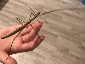 Sauvasirkka ilmaiseksi, Muut eläimet, Lemmikkieläimet, Hollola, Tori.fi Sauvasirkka ilmaiseksi, Muut eläimet, Lemmikkieläimet, Hollola, Tori.fi