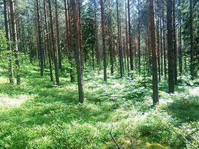1.31 ha, Hämeenkyläntie 14, Virolahti, Tontit, Virolahti, Tori.fi 1.31 ha, Hämeenkyläntie 14, Virolahti, Tontit, Virolahti, Tori.fi