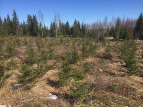 O:Taimikko/metsää, Metsätilat ja maatilat, Ruokolahti, Tori.fi O:Taimikko/metsää, Metsätilat ja maatilat, Ruokolahti, Tori.fi