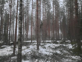 Metsäinen puuhapalsta, Metsätilat ja maatilat, Askola, Tori.fi
