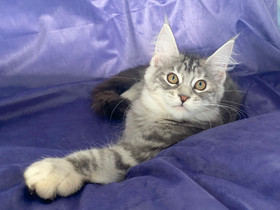 Maine Coon tyttöpennut, Kissat, Lemmikkieläimet, Espoo, Tori.fi Maine Coon tyttöpennut, Kissat, Lemmikkieläimet, Espoo, Tori.fi