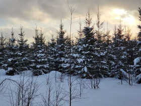 Kiteenkyläntie, Kiteenkylä, Kitee, Metsätilat ja maatilat, Kitee, Tori.fi Kiteenkyläntie, Kiteenkylä, Kitee, Metsätilat ja maatilat, Kitee, Tori.fi