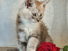Maine coon kissanpentu, Kissat, Lemmikkieläimet, Helsinki, Tori.fi Maine coon kissanpentu, Kissat, Lemmikkieläimet, Helsinki, Tori.fi