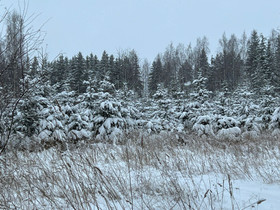 Metsätila, Metsätilat ja maatilat, Helsinki, Tori.fi Metsätila, Metsätilat ja maatilat, Helsinki, Tori.fi