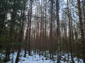 Metsätilat, Metsätilat ja maatilat, Pori, Tori.fi Metsätilat, Metsätilat ja maatilat, Pori, Tori.fi