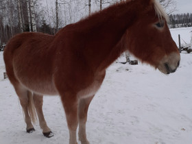 Suomenhevosruuna, Hevoset ja ponit, Hevoset ja hevosurheilu, Hollola, Tori.fi Suomenhevosruuna, Hevoset ja ponit, Hevoset ja hevosurheilu, Hollola, Tori.fi