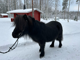 Shetlanninponi tamma, Hevoset ja ponit, Hevoset ja hevosurheilu, Jyväskylä, Tori.fi Shetlanninponi tamma, Hevoset ja ponit, Hevoset ja hevosurheilu, Jyväskylä, Tori.fi
