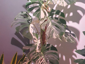 Monstera Albo variegata, Kasvit ja siemenet, Piha ja puutarha, Ulvila, Tori.fi Monstera Albo variegata, Kasvit ja siemenet, Piha ja puutarha, Ulvila, Tori.fi