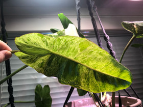 Philodendron paraiso verde, Kasvit ja siemenet, Piha ja puutarha, Oulu, Tori.fi Philodendron paraiso verde, Kasvit ja siemenet, Piha ja puutarha, Oulu, Tori.fi