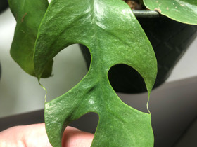 Rhaphidophora tetrasperma variegata, Kasvit ja siemenet, Piha ja puutarha, Oulu, Tori.fi Rhaphidophora tetrasperma variegata, Kasvit ja siemenet, Piha ja puutarha, Oulu, Tori.fi