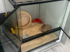 Lasinen terraario, Muut eläintarvikkeet, Lemmikkieläimet, Oulu, Tori.fi Lasinen terraario, Muut eläintarvikkeet, Lemmikkieläimet, Oulu, Tori.fi