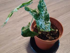Syngonium mottlet mojito, Kasvit ja siemenet, Piha ja puutarha, Sipoo, Tori.fi Syngonium mottlet mojito, Kasvit ja siemenet, Piha ja puutarha, Sipoo, Tori.fi