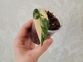 E. Pinnatum Variegata, Kasvit ja siemenet, Piha ja puutarha, Nivala, Tori.fi E. Pinnatum Variegata, Kasvit ja siemenet, Piha ja puutarha, Nivala, Tori.fi