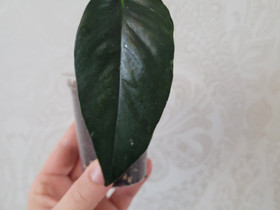 E. Pinnatum Variegata, Kasvit ja siemenet, Piha ja puutarha, Nivala, Tori.fi E. Pinnatum Variegata, Kasvit ja siemenet, Piha ja puutarha, Nivala, Tori.fi