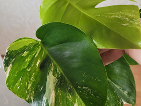 Monstera Variegata, Kasvit ja siemenet, Piha ja puutarha, Nivala, Tori.fi Monstera Variegata, Kasvit ja siemenet, Piha ja puutarha, Nivala, Tori.fi