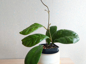 Hoya cv. 'Viola', Kasvit ja siemenet, Piha ja puutarha, Oulu, Tori.fi Hoya cv. 'Viola', Kasvit ja siemenet, Piha ja puutarha, Oulu, Tori.fi
