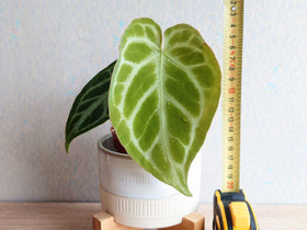 Anthurium 'Silver Blush', Kasvit ja siemenet, Piha ja puutarha, Oulu, Tori.fi Anthurium 'Silver Blush', Kasvit ja siemenet, Piha ja puutarha, Oulu, Tori.fi