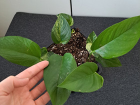 Kultaköynnös // Pothos, Kasvit ja siemenet, Piha ja puutarha, Oulu, Tori.fi Kultaköynnös // Pothos, Kasvit ja siemenet, Piha ja puutarha, Oulu, Tori.fi