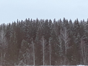 Metsätila Orivedeltä, Metsätilat ja maatilat, Orivesi, Tori.fi Metsätila Orivedeltä, Metsätilat ja maatilat, Orivesi, Tori.fi
