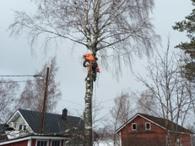 Pihapuiden kaatoa, Palvelut, Hamina, Tori.fi Pihapuiden kaatoa, Palvelut, Hamina, Tori.fi