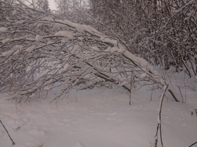 Metsää, Metsätilat ja maatilat, Sonkajärvi, Tori.fi Metsää, Metsätilat ja maatilat, Sonkajärvi, Tori.fi