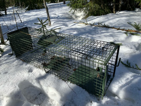 Ansa haittaeläimille, Metsästystarvikkeet, Metsästys ja kalastus, Lemi, Tori.fi Ansa haittaeläimille, Metsästystarvikkeet, Metsästys ja kalastus, Lemi, Tori.fi