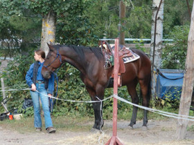 9v lv ruuna, Hevoset ja ponit, Hevoset ja hevosurheilu, Loppi, Tori.fi 9v lv ruuna, Hevoset ja ponit, Hevoset ja hevosurheilu, Loppi, Tori.fi