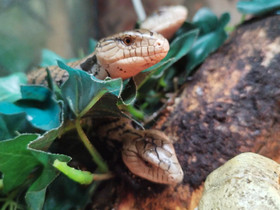 Indonesiansinikieliskinkki Tiliqua gigas, Muut elimet, Lemmikkielimet, Kuopio, Tori.fi