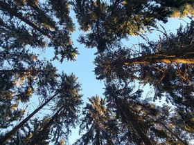 Lauttalammintie, Lauttakangas, Ikaalinen, Metsätilat ja maatilat, Jämijärvi, Tori.fi Lauttalammintie, Lauttakangas, Ikaalinen, Metsätilat ja maatilat, Jämijärvi, Tori.fi