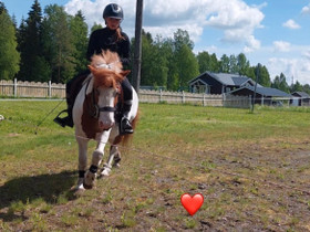 Vuokrahevonen, Hevoset ja ponit, Hevoset ja hevosurheilu, Lapua, Tori.fi Vuokrahevonen, Hevoset ja ponit, Hevoset ja hevosurheilu, Lapua, Tori.fi