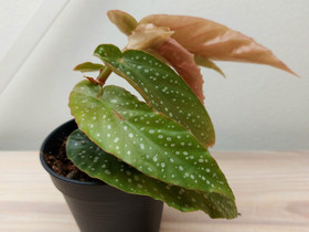 Pikkuenkelinsiipi/begonia, Kasvit ja siemenet, Piha ja puutarha, Joensuu, Tori.fi Pikkuenkelinsiipi/begonia, Kasvit ja siemenet, Piha ja puutarha, Joensuu, Tori.fi