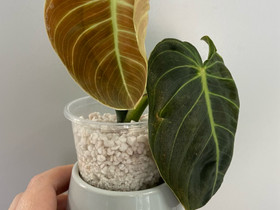 Philodendron 'Melanochrysum', Kasvit ja siemenet, Piha ja puutarha, Joensuu, Tori.fi Philodendron 'Melanochrysum', Kasvit ja siemenet, Piha ja puutarha, Joensuu, Tori.fi