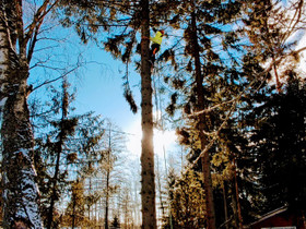 Puunkaato - pihapuut ja ongelmapuut, Palvelut, Pori, Tori.fi Puunkaato - pihapuut ja ongelmapuut, Palvelut, Pori, Tori.fi